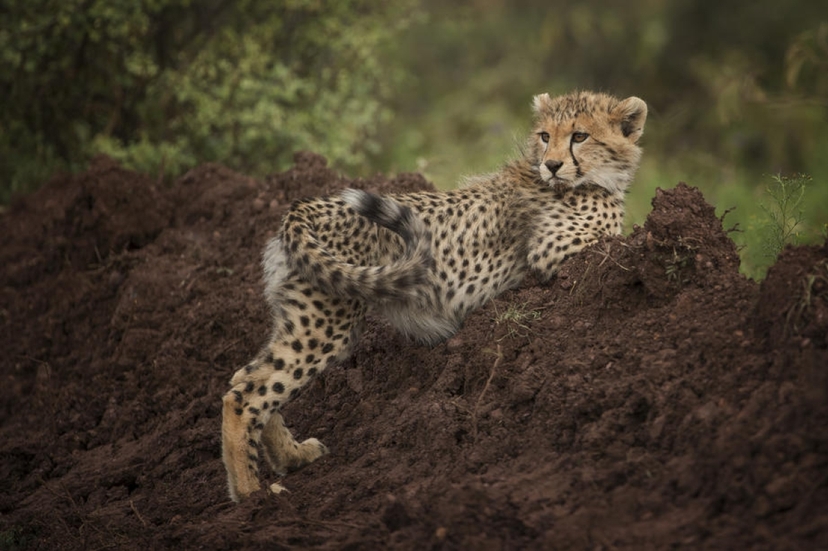Tanzania Migration Safari 4