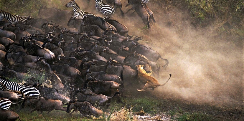 The Great Migration Safari 4