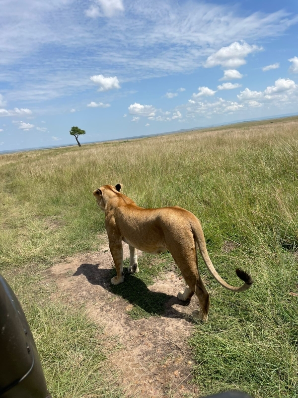3 Days Masai Mara Group joining by safari Land cruiser 2