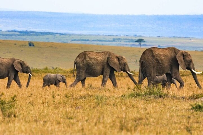 4 Days tour to Masai Mara and Lake Nakuru 2