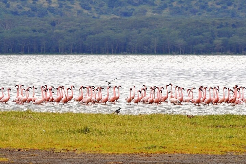 4 Days tour to Masai Mara and Lake Nakuru 3