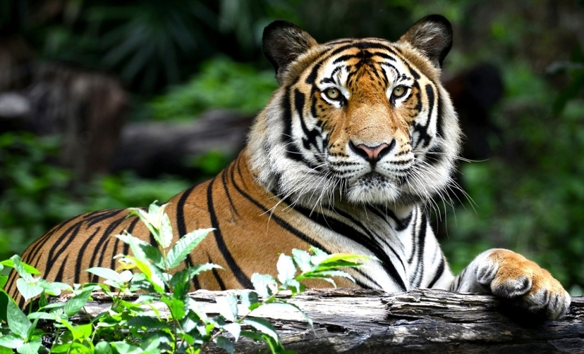 Explore Golden Triangle Tour With Ranthambore Safari 2