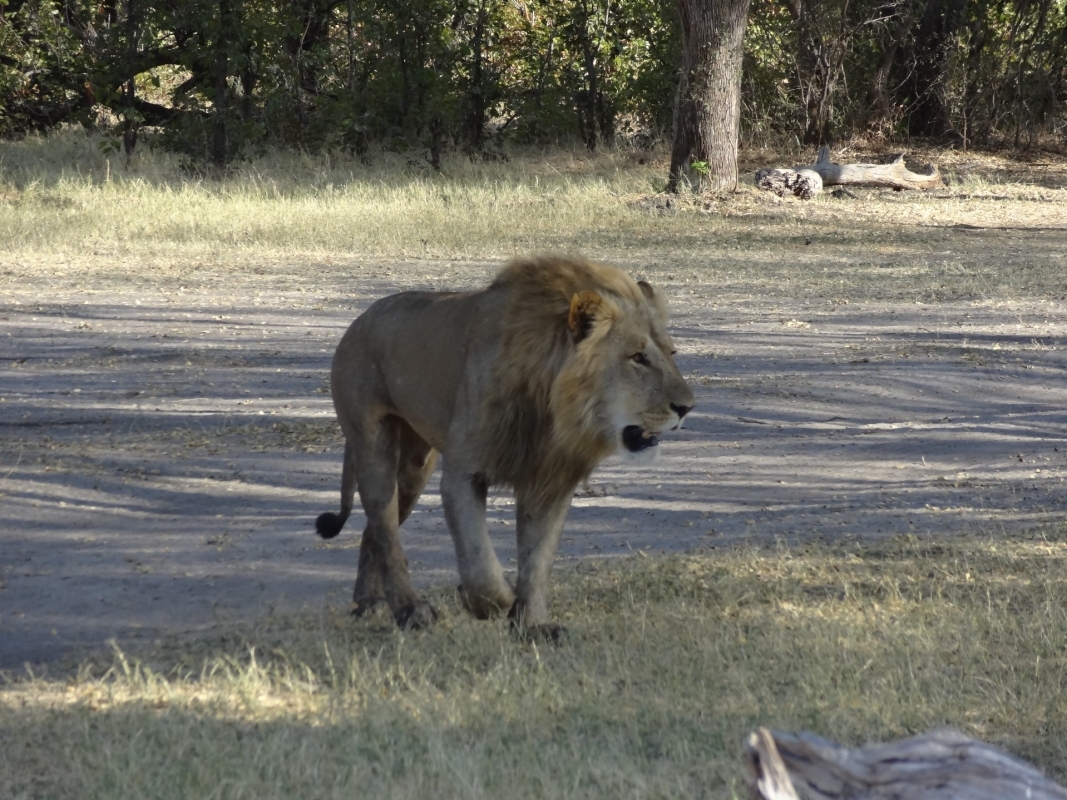 9 Days Okavango, Moremi, Khwai, Savuti & Chobe 1
