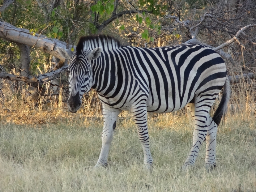 9 Days Okavango, Moremi, Khwai, Savuti & Chobe 2