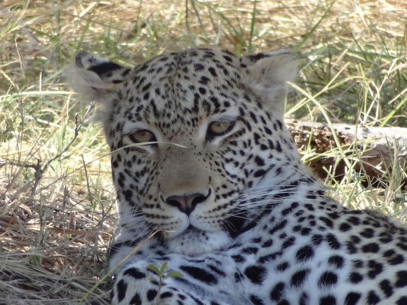 9 Days Okavango, Moremi, Khwai, Savuti & Chobe 3