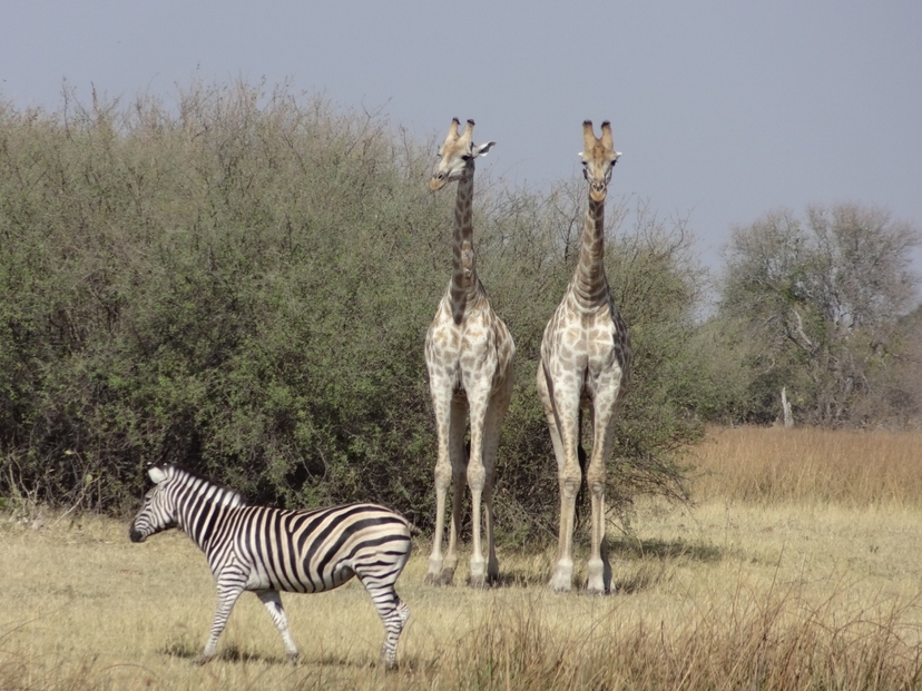 9 Days Okavango, Moremi, Khwai, Savuti & Chobe 4