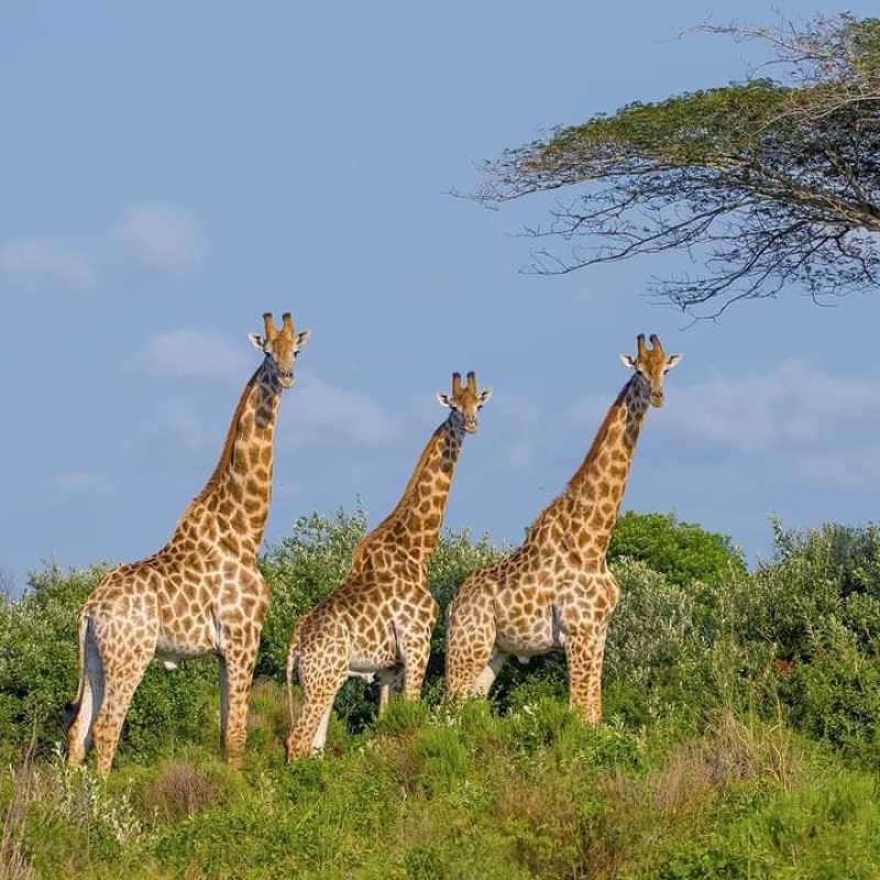 Ultimate 6-Day Amboseli-lake Naivasha-lake Nakuru-masai mara with 4x4 jeep. 1