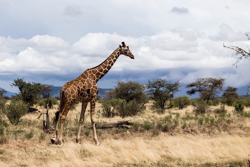 Samburu Safari Adventure: 3 Days of Wildlife Wonders and Scenic Beauty 2