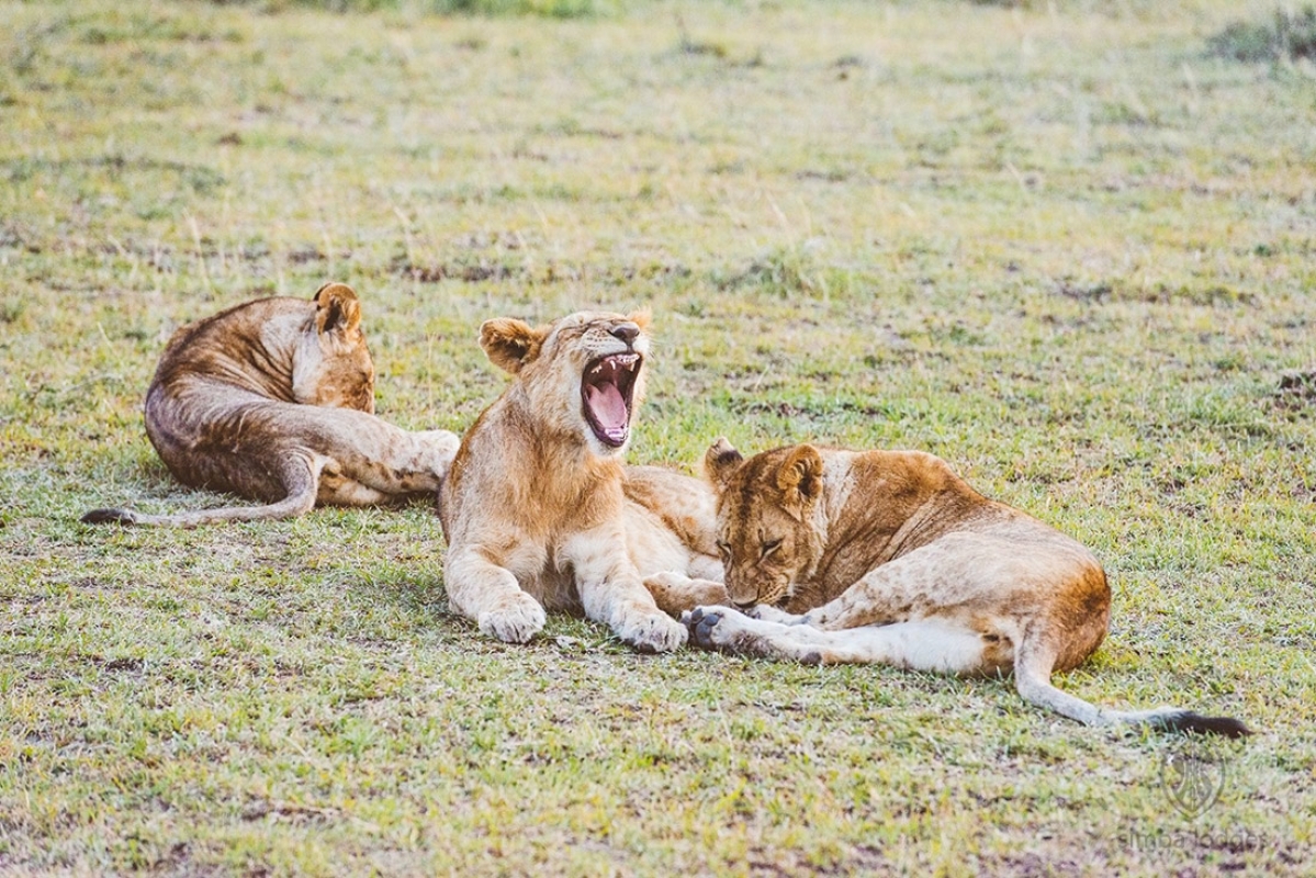 3 Days Masai Mara medium range Joining Safari 1