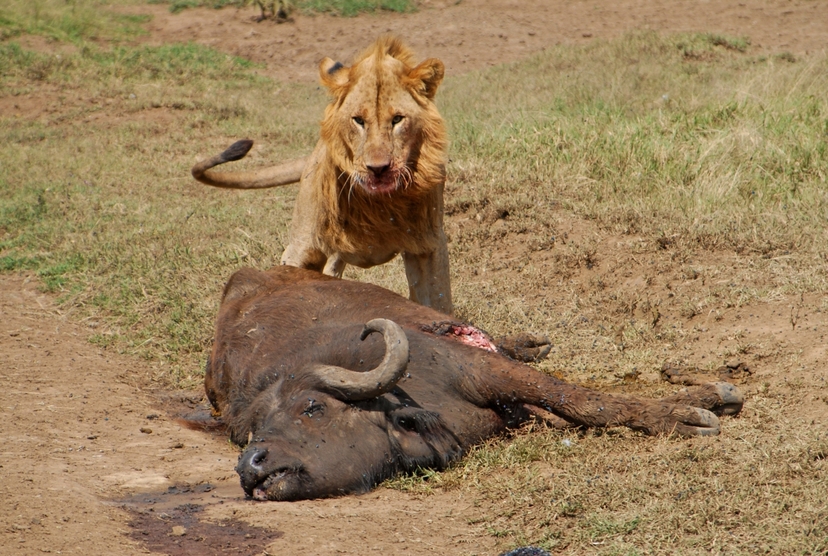 6 Days Kenya medium range Joining Safari 2