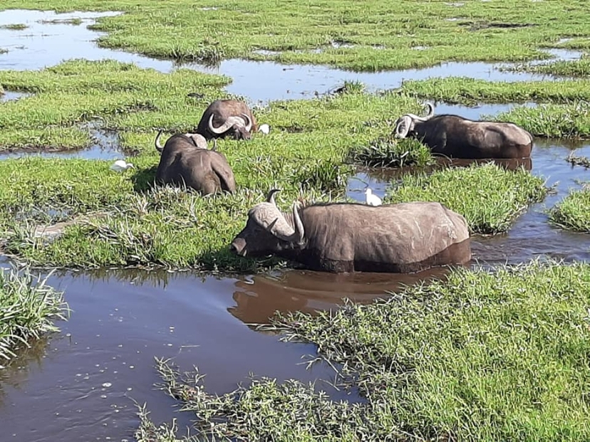 5 days Amboseli and Tsavos private safari 2