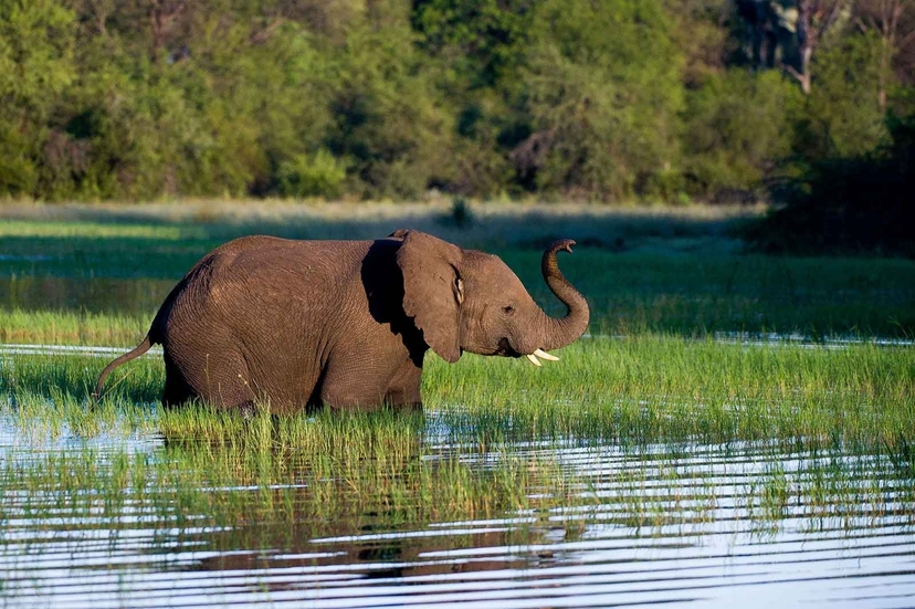 5 days Amboseli and Tsavos private safari 3
