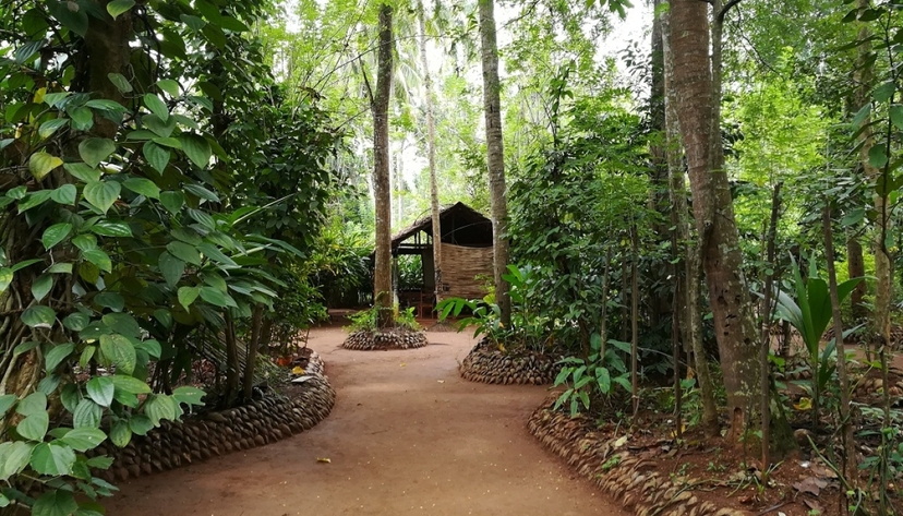 Luxury Day Tour to Kandy 3
