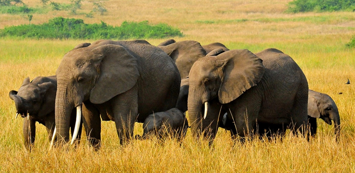 7 days Kenya and Tanzania medium range Safari 1
