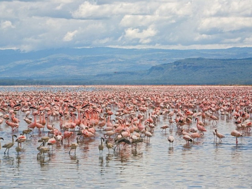 6 Days Kenya medium range Joining Safari 4