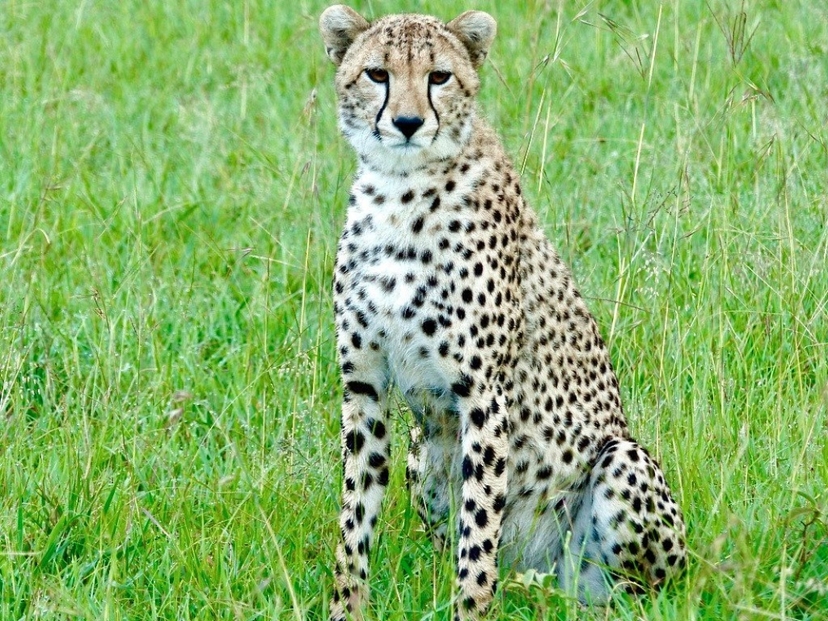 3-Day Serengeti &Ngorongoro Green Season Lux Tour Offer 2