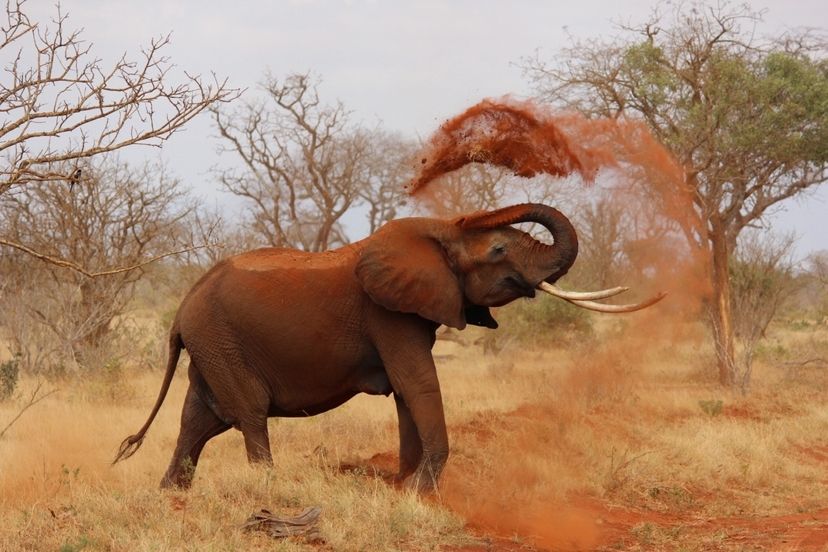 2 Days Tsavo West Safari 4