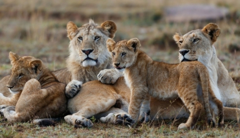 Iconic Kenya Safari: Explore Amboseli, Nakuru & Masai Mara in 5 Days 2