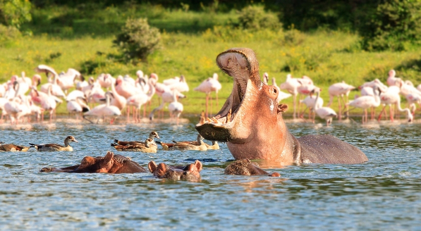 9 Days Nakuru, Mara, Serengeti, Ngorongoro, Serval & Amboseli Luxury Safari 2