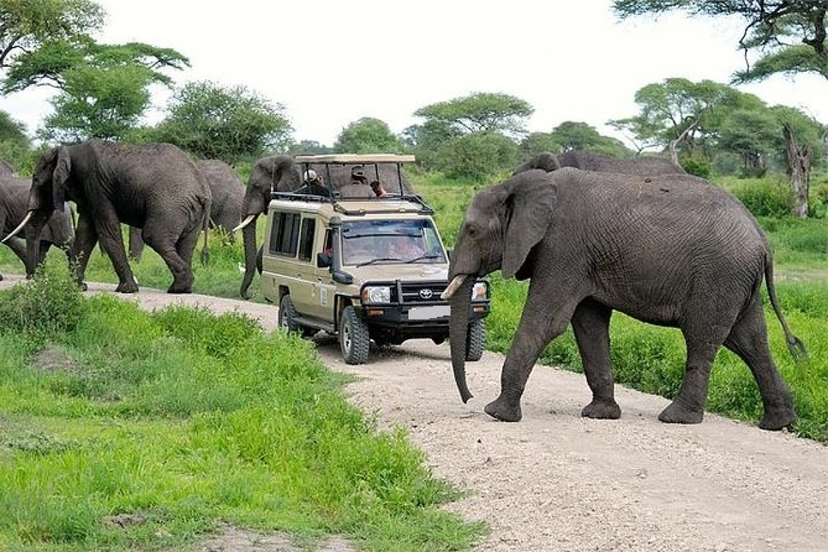 9 Days Nakuru, Mara, Serengeti, Ngorongoro, Serval & Amboseli Luxury Safari 3