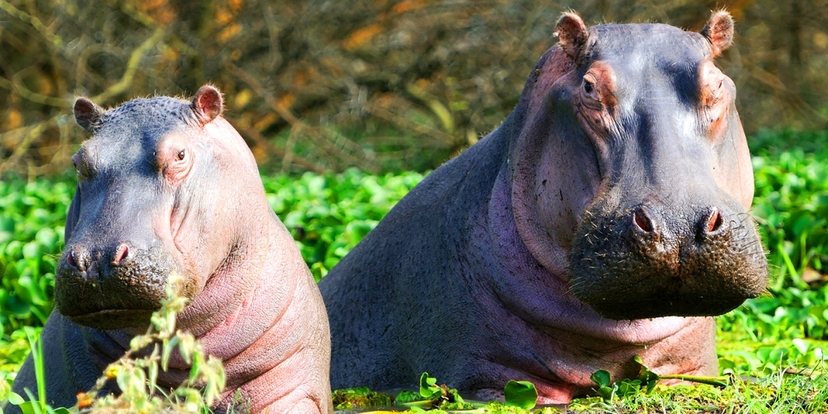 5 Days Lake Nakuru, Lake Naivasha and Maasai Mara All Inclusive Safari 4