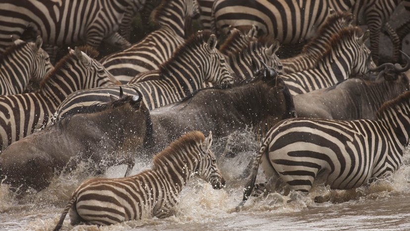 10 Days Best of Kenya Luxury Safari Holiday on 4x4 Landcruiser Jeep 4