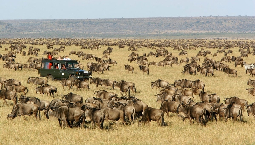 4 Days Luxury Masai Mara Wildebeest Migration Safari 4