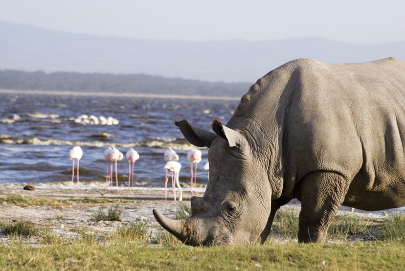 12 Days Kenya & Tanzania Combo Big Five Safari 3