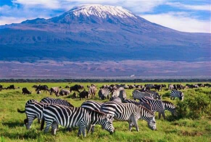 Lion Adventure - Kenya/Tanzania 3