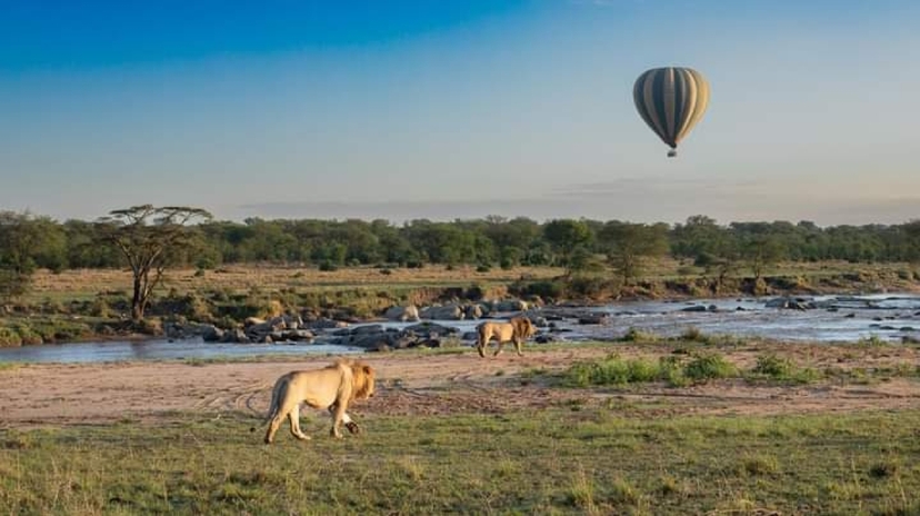 Lion Adventure - Kenya/Tanzania 4