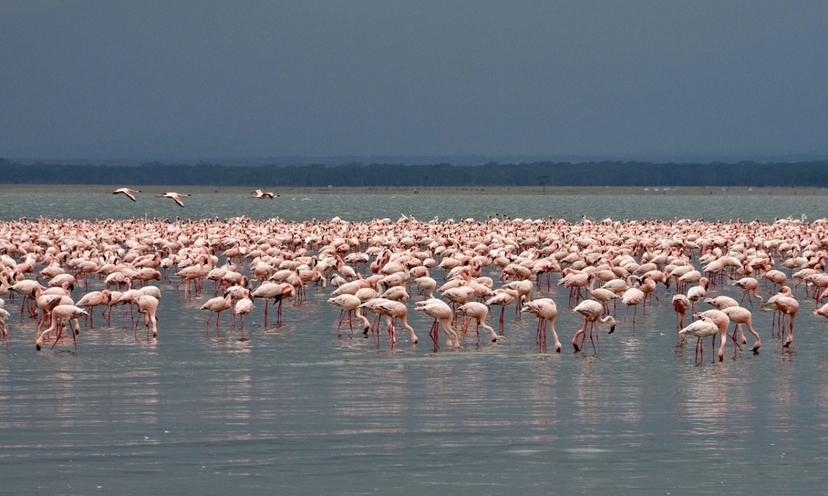 3 Days Bird Watching Safari : Lake Bogoria, Lake Naivasha & Lake Nakuru park 4