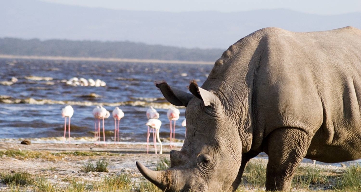 3 Days Bird Watching Safari : Lake Bogoria, Lake Naivasha & Lake Nakuru park 1