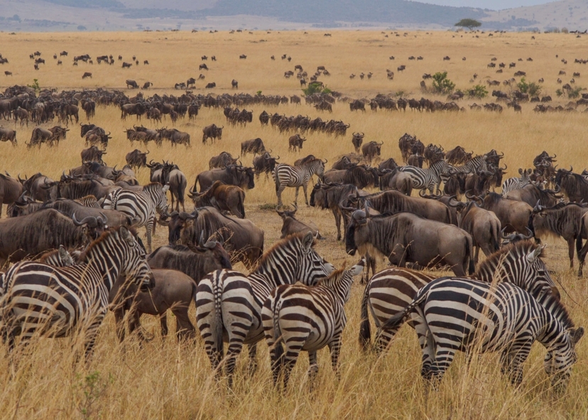 9-Days Discover Kenya Parks Economy Safari 2