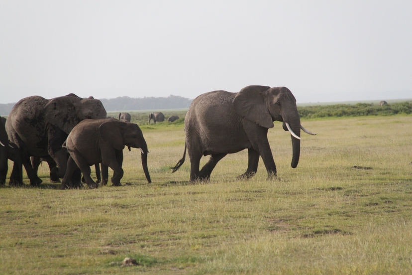 9-Days Discover Kenya Parks Economy Safari 4