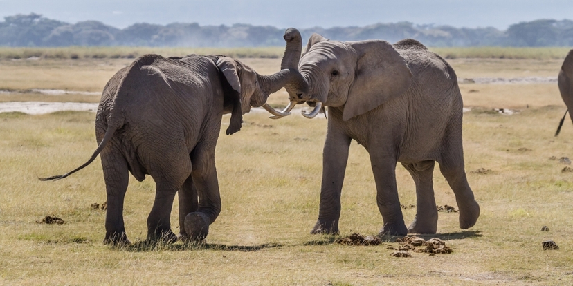 14 Days Best of Kenya Wildlife Private Luxury Safari 2