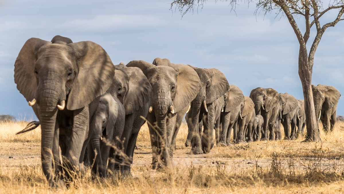 5 Days Taste of Amboseli, Tsavo West, and Tsavo East Luxury Safari 1