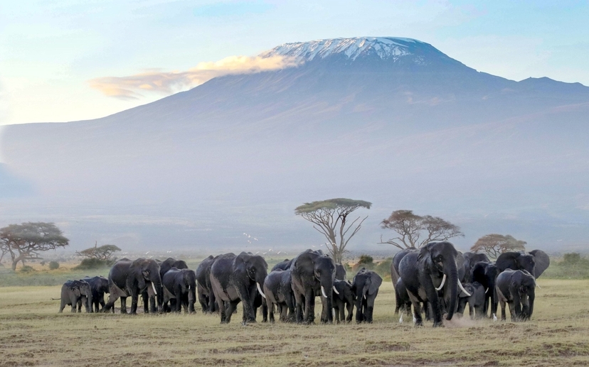 5 Days Taste of Amboseli, Tsavo West, and Tsavo East Luxury Safari 2