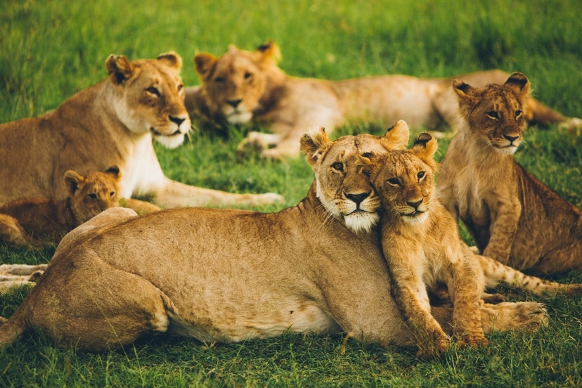 5 Days Taste of Amboseli, Tsavo West, and Tsavo East Luxury Safari 3