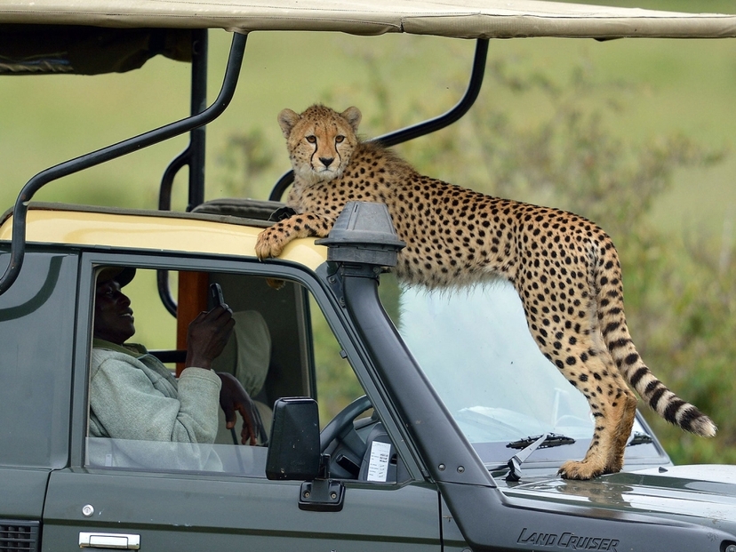 4-Day Midrange Amboseli, Tsavo West, Tsavo East Safari 3