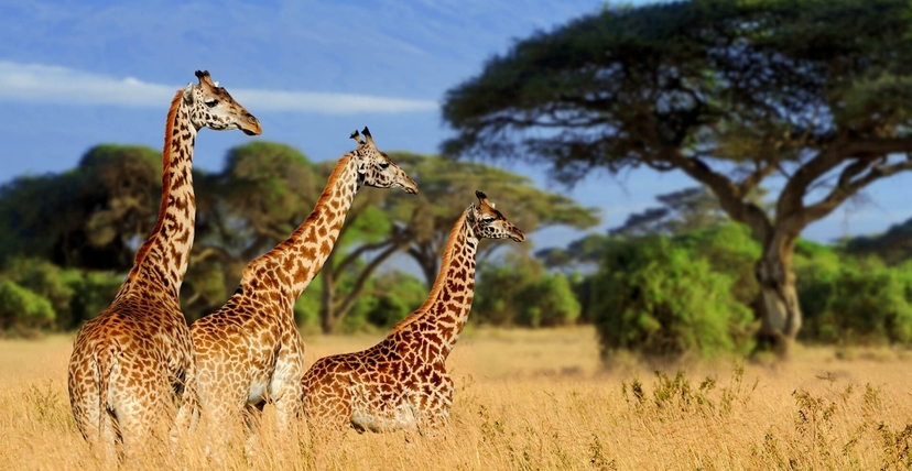 4-Day Midrange Amboseli, Tsavo West, Tsavo East Safari 4