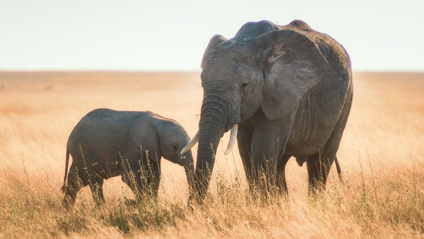 6-Day Iconic Kenya Safari: Amboseli, Nakuru, & Masai Mara Adventure 2