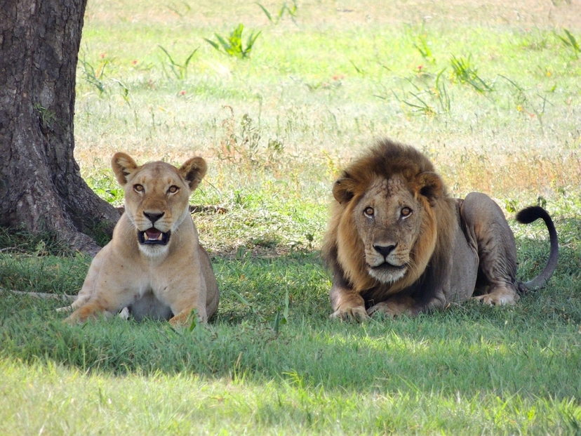 6-Day Iconic Kenya Safari: Amboseli, Nakuru, & Masai Mara Adventure 3