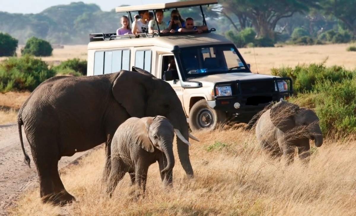 8 Days Lake Nakuru, Masai Mara, Serengeti, Ngorongoro and Amboseli Safari 1