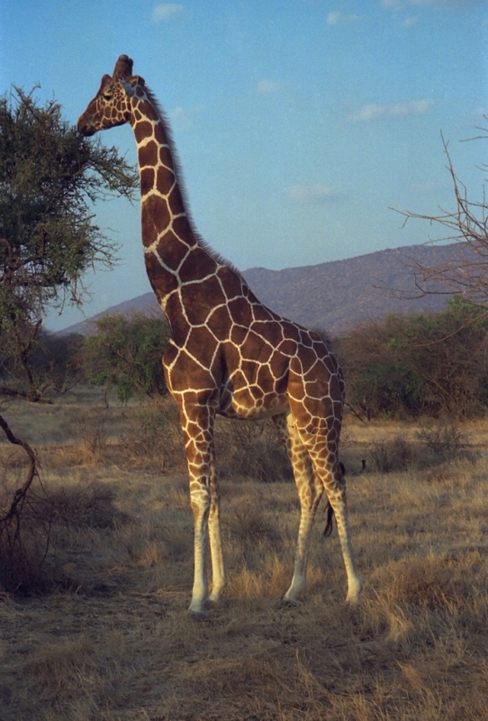 6-Day Ultimate Kenyan Safari: Explore Samburu, Aberdares, Nakuru, & Masai Mara 2