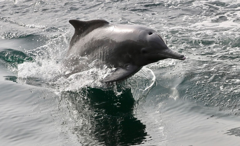 Full day dhow cruise to the fjords of Musandam 2