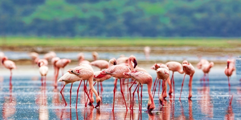 10 Days Kenya Wildlife Experience and Diani Beach Safari: From the Savannah to the Sea 3