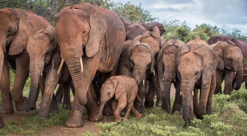 4 Days Midrange Amboseli National Park, Tsavo West and Tsavo East Safari 2