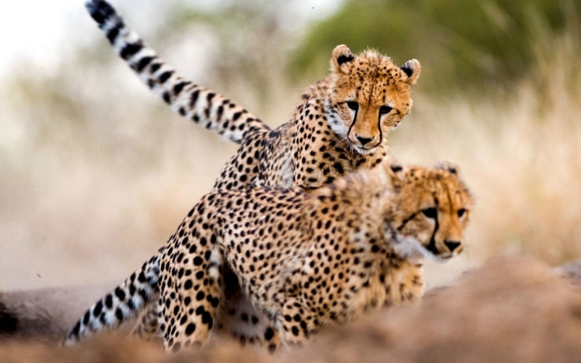 4 Days Midrange Amboseli National Park, Tsavo West and Tsavo East Safari 4