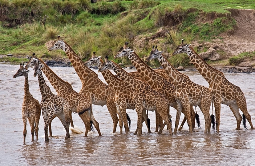 10 Days Discover Kenya Luxury Wildlife Safari on 4x4 Land Cruiser Jeep 2
