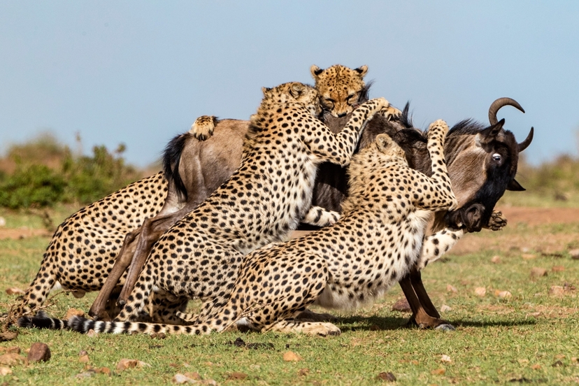 10 Days Discover Kenya Luxury Wildlife Safari on 4x4 Land Cruiser Jeep 4